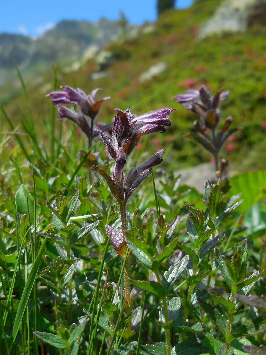 Bartsia alpina, Alpine Bartsia